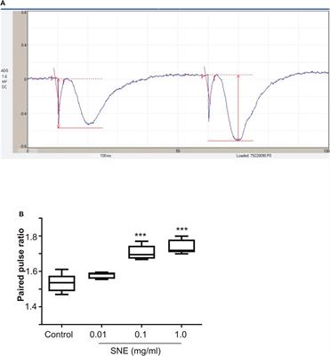 Synedrella nodiflora Extract Depresses Excitatory Synaptic Transmission and Chemically-Induced In Vitro Seizures in the Rat Hippocampus